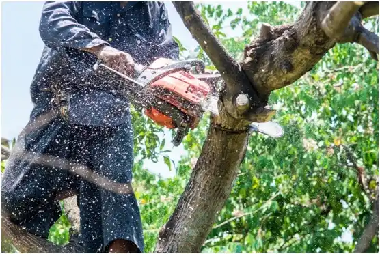 tree services West Leechburg